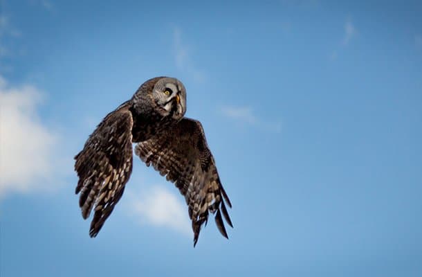 Chouette somptueuse du spectacle des oiseaux fantômes.