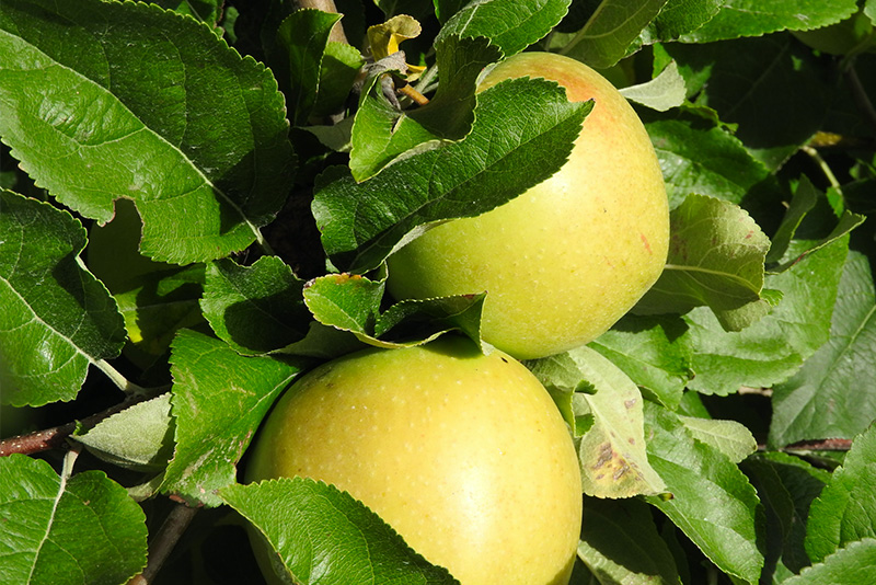 Les pommes des Vergers d'Apremont.